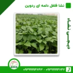 نشا فلفل دلمه ای ردوین دیجی نشا