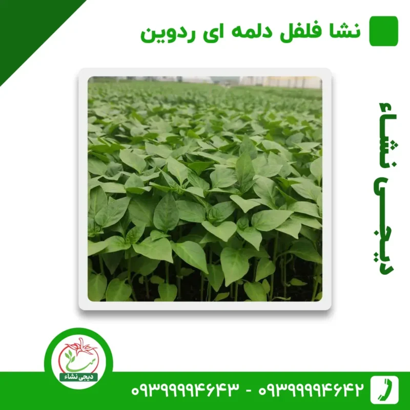 نشا فلفل دلمه ای ردوین دیجی نشا