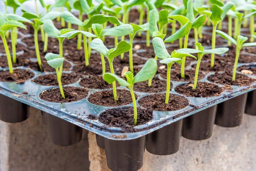 راهنمای نگهداری از نشا