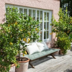 چرا باید در خانه درخت میوه بکاریم