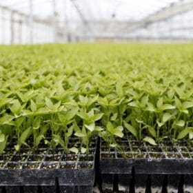 راهنمای انتخاب نشا و نهال