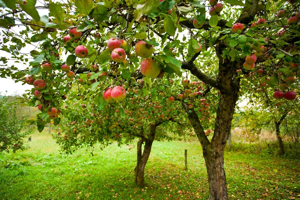 چرا باید در خانه درخت میوه بکاریم