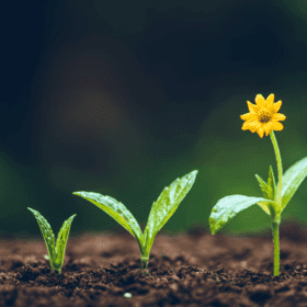 راهنمای کامل نگهداری از نشا