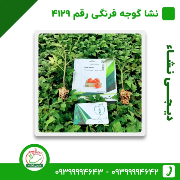نشا گوجه فرنگی رقم 4129