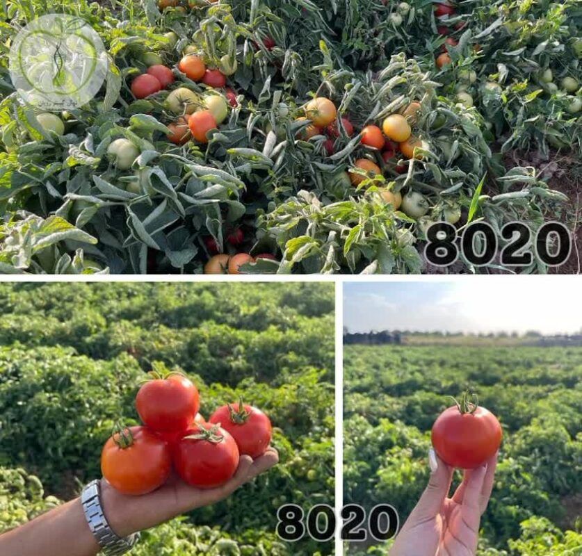 گوجه فرنگی رقم 8020