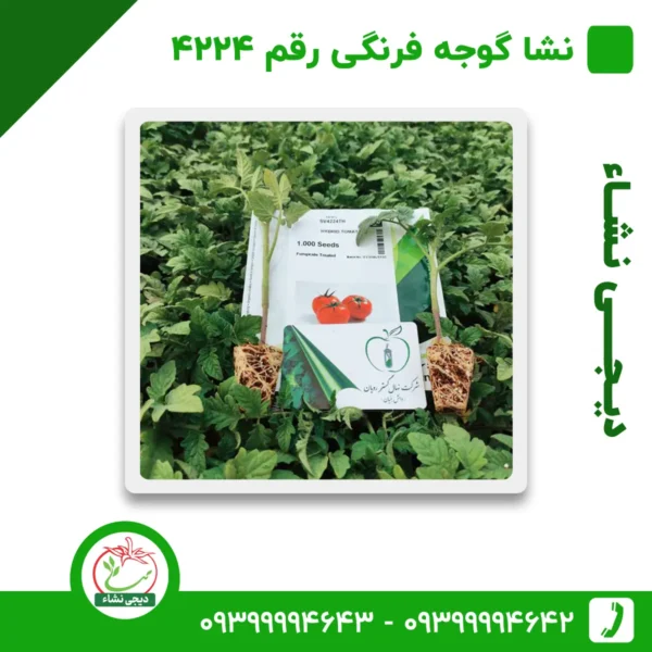 نشا گوجه فرنگی رقم 4224