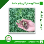 نشا گوجه فرنگی رقم 8020