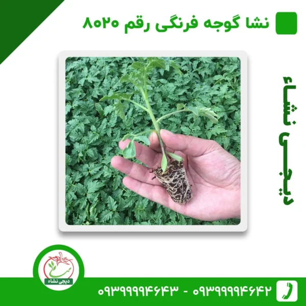 نشا گوجه فرنگی رقم 8020