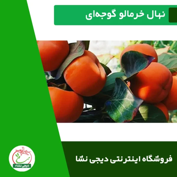 نهال خرمالو گوجه ای