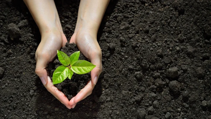 خاک مناسب برای مراقبت از نهال ها و نشا ها