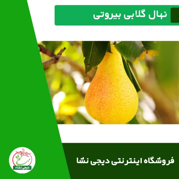 نهال گلابی بیروتی