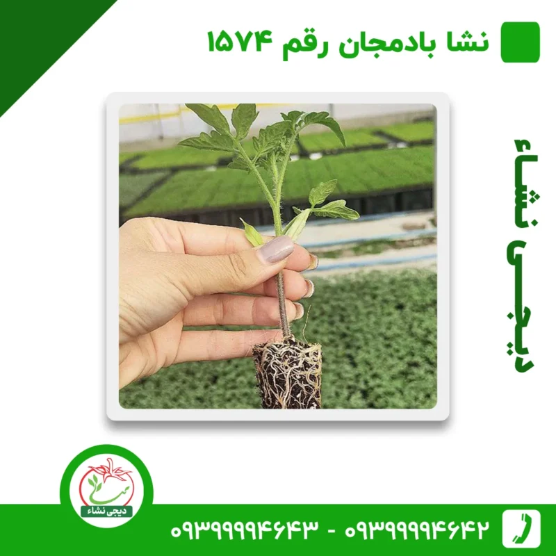 نشا بادمجان رقم 1574 لامپی