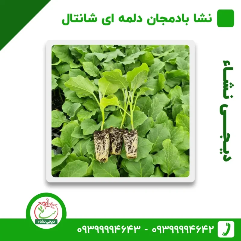 نشا بادمجان دلمه ای شانتال