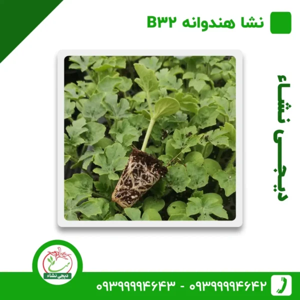 نشا هندوانه B32