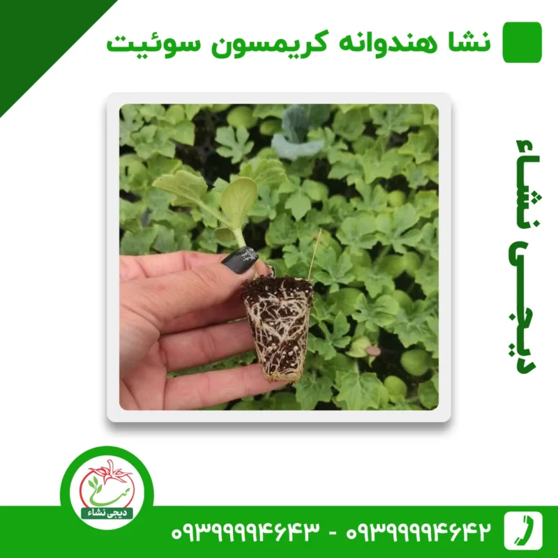 نشا هندوانه کریمسون سوئیت هد خطی