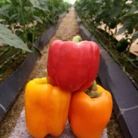 بذر فلفل دلمه ای ردوین