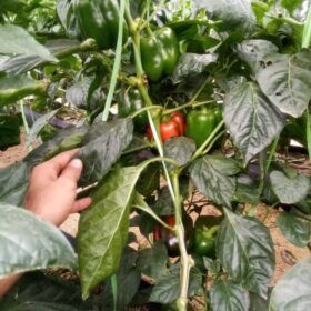 بذر فلفل دلمه ای ردوین