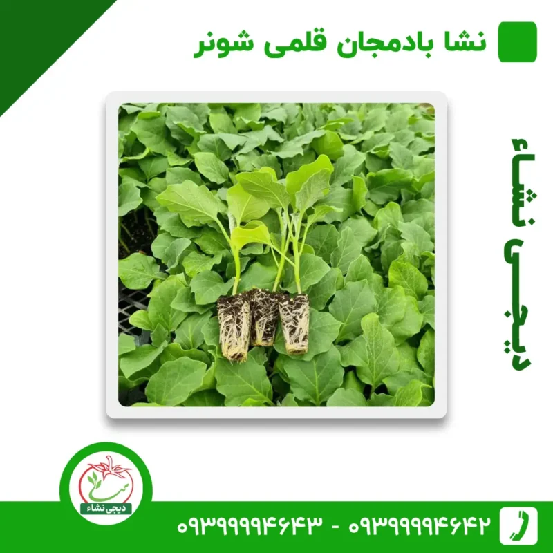 نشا بادمجان قلمی شونر