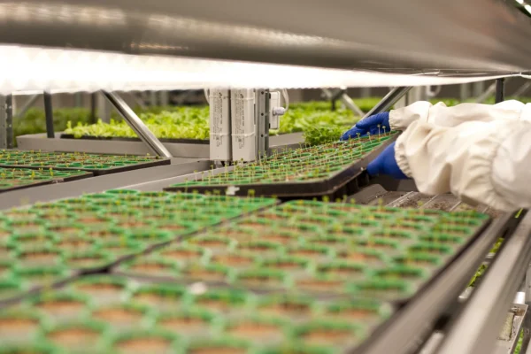 کیفیت نور بر رشد نشا