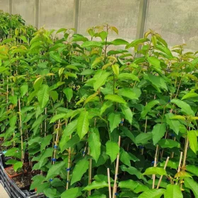 بررسی پایه‌های رویشی و نهال‌ها و تفاوت‌های آن‌ها