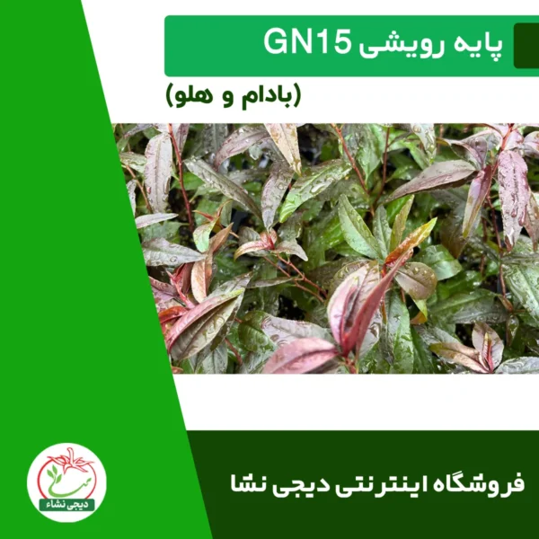پایه رویشی جی ان GN15