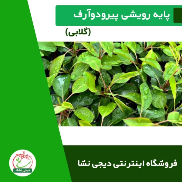 پایه رویشی پیرودوآرف
