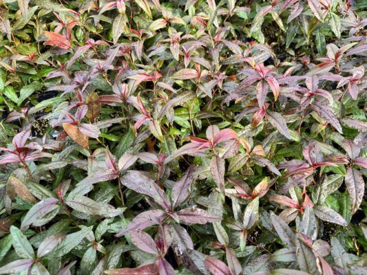 پایه رویشی گلابی 