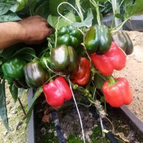 بذر فلفل دلمه ای ردوین