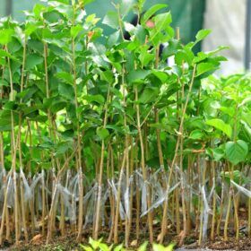 پایه های کشت بافت رویشی نهال گستر رویان