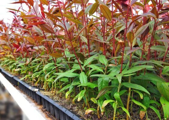 پایه های رویشی نهال گستر رویان