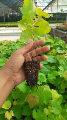 پایه رویشی کشت بافت انگور